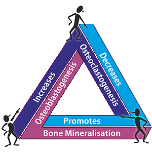 Osteoporosis cycle